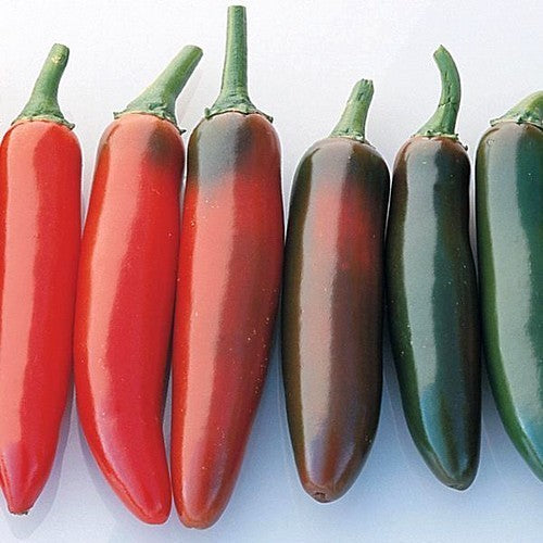 Pepper 'serrano Del Sol'