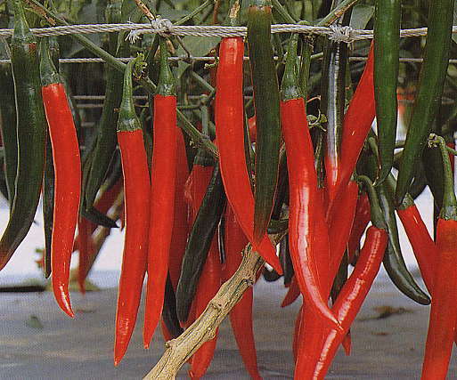 Peper 'spaanse Rode' / 'Westlandse Lange Rode'