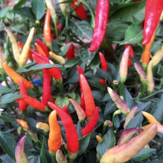 Pepper 'sparkler X Garda Fireworks'