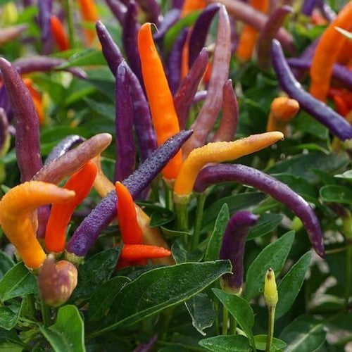 Pepper 'sparkler X Garda Fireworks'