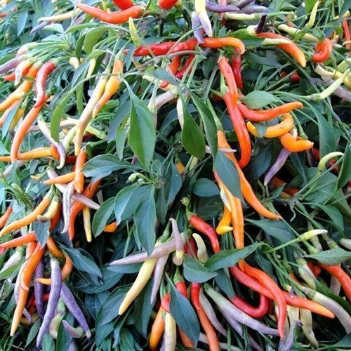 Pepper 'sparkler X Garda Fireworks'