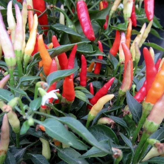 Pepper 'sparkler X Garda Fireworks'