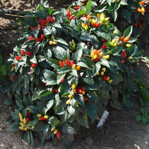 Peper 'starburst'
