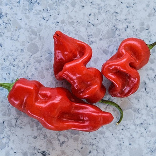 Pepper 'Sugar Rush Red'