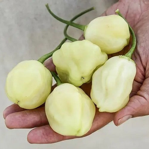 Peper 'sugar Rush Cream'