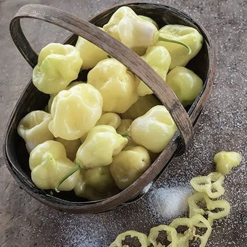 Peper 'sugar Rush Cream'