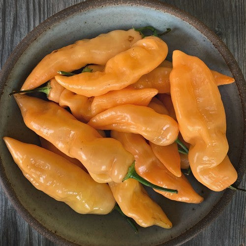 Peper 'sugar Rush Orange'
