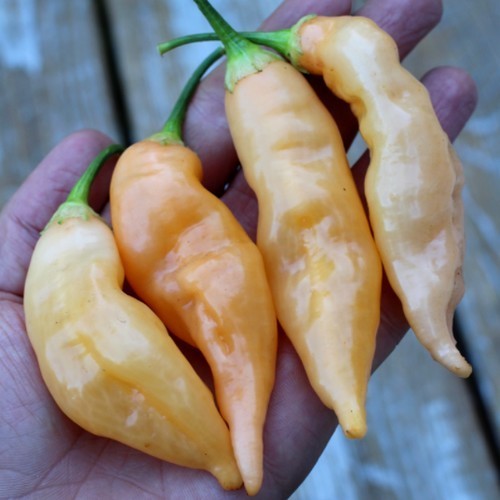 Pepper 'Sugar Rush Peach'