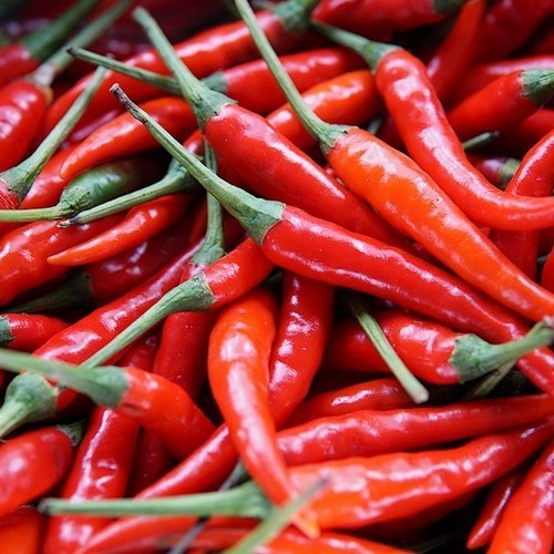 Pepper 'Süs Akagi Bakan'