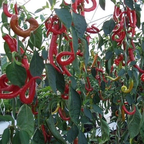 Pepper 'sweet Cayenne'