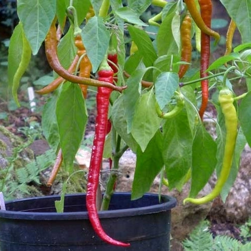 Pepper 'sweet Cayenne'