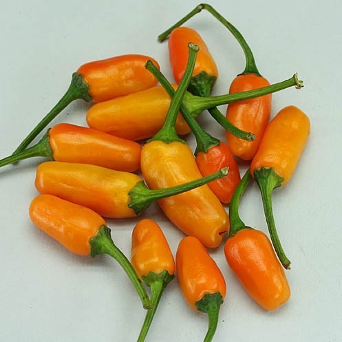 Peper 'Tabasco Short Yellow'