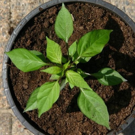 Peper 'Tabasco Short Yellow'