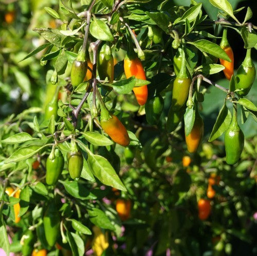 Peper 'Tabasco Short Yellow'