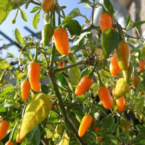Peper 'Tabasco Short Yellow'