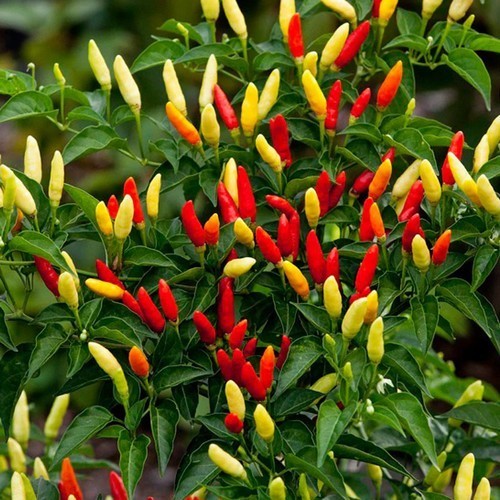 Peper 'Tabasco Red'