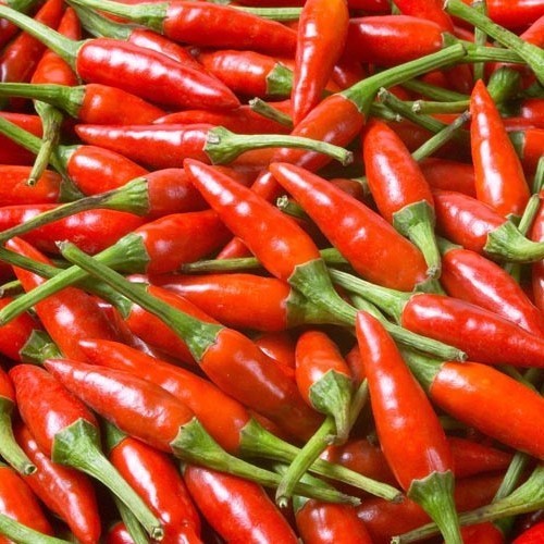 Peper 'Tabasco Red'