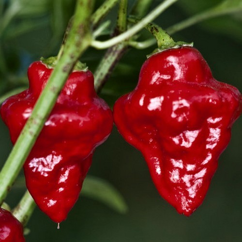 Peper 'Tasmanian Red' / 'Habanero Tasmanian'