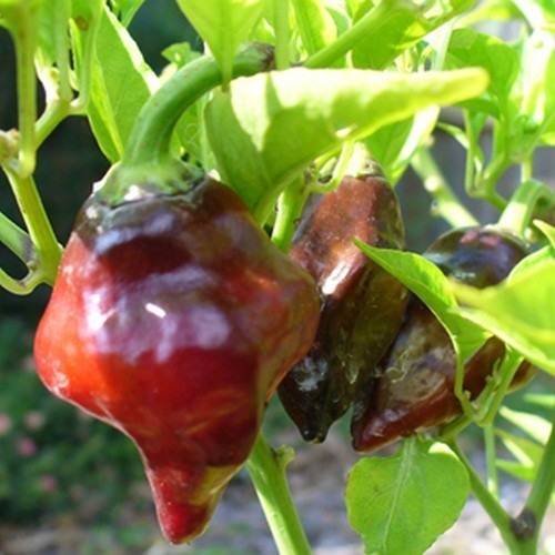 Peper 'Tasmanian Red' / 'Habanero Tasmanian'
