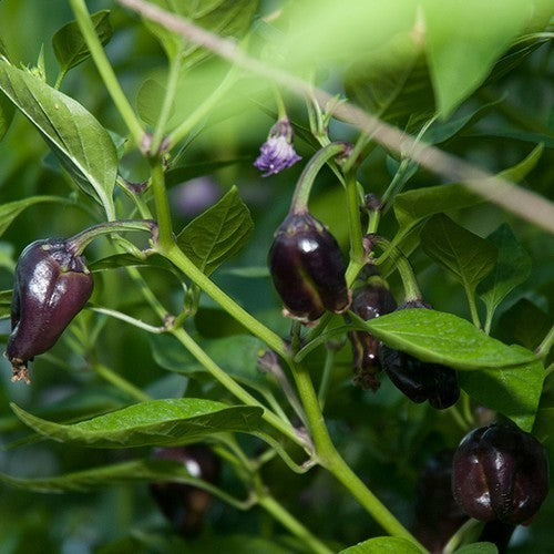 Peper 'Tasmanian Red' / 'Habanero Tasmanian'