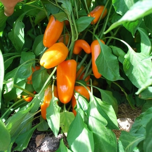 Peper 'Tequila Sunrise'