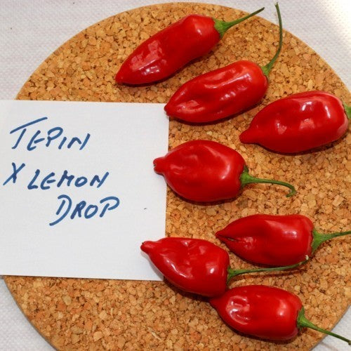 Pepper 'Tepin X Lemon Drop'