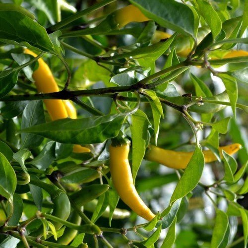 Peper 'Thai Hot Yellow'