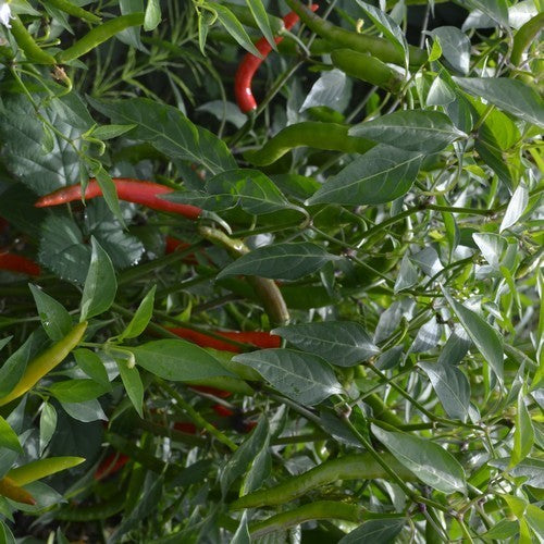 Pepper 'Thai Hot Red'
