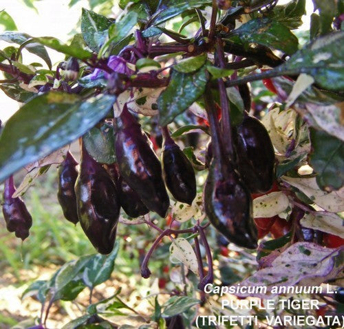 Peper 'Trifetti' / 'Varengata' / 'Variegata' / Purple Ti