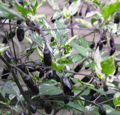 Peper 'Trifetti' / 'Varengata' / 'Variegata' / Purple Ti