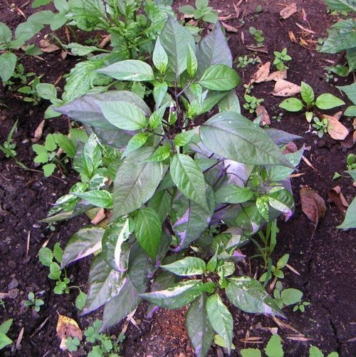 Peper 'Trifetti' / 'Varengata' / 'Variegata' / Purple Ti
