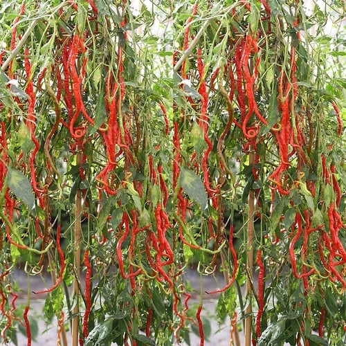 Peper 'Thunder Mountain Longhorn'