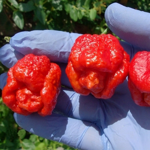 Peper 'Trinidad Scorpion Moruga Blend'