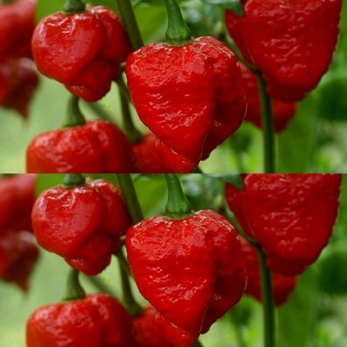 Peper 'Trinidad Scorpion Moruga Blend'