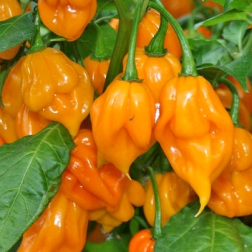 Peper 'Trinidad Scorpion Orange'