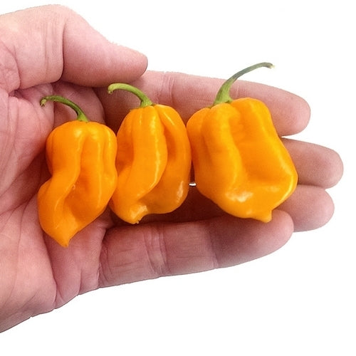 Peper 'Trinidad Scorpion Orange'