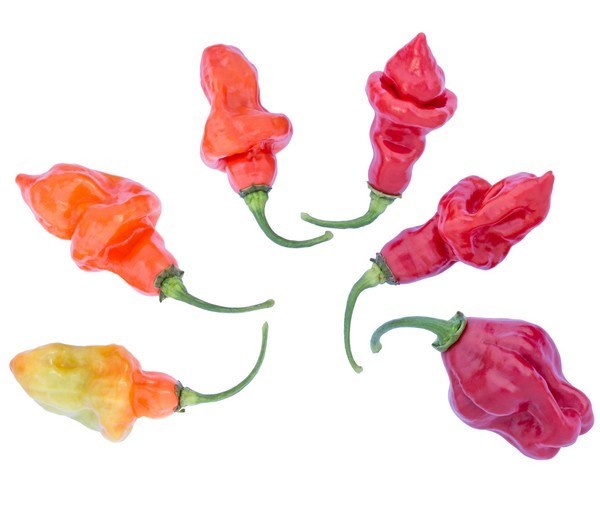 Peper 'Trinidad Pi 281317'