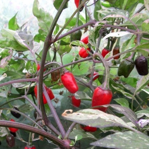 Peper 'Troll'