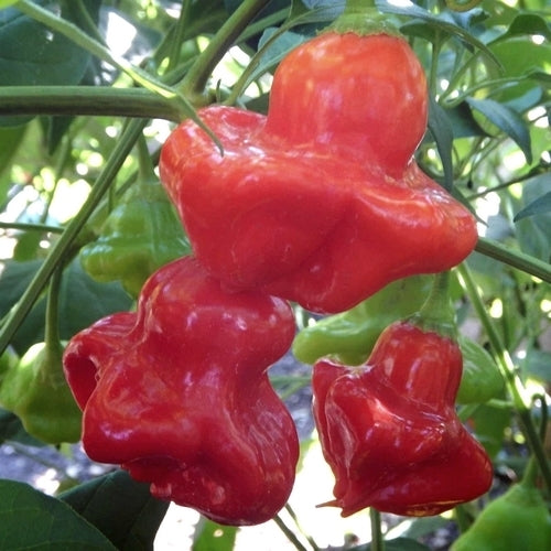 Pepper 'Ubatuba Cambuci'