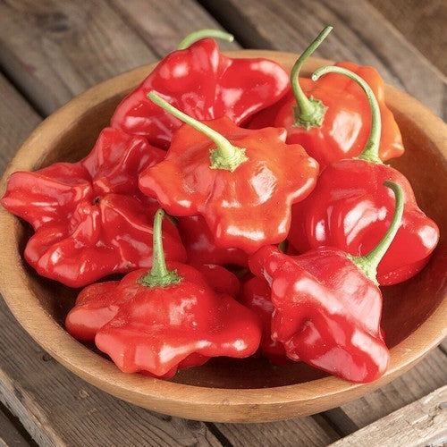 Pepper 'Umbilicatum'