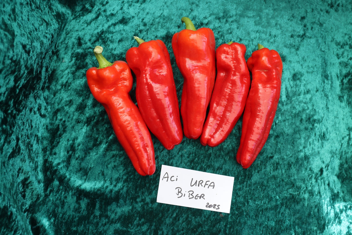 Peper 'Urfa Biber'