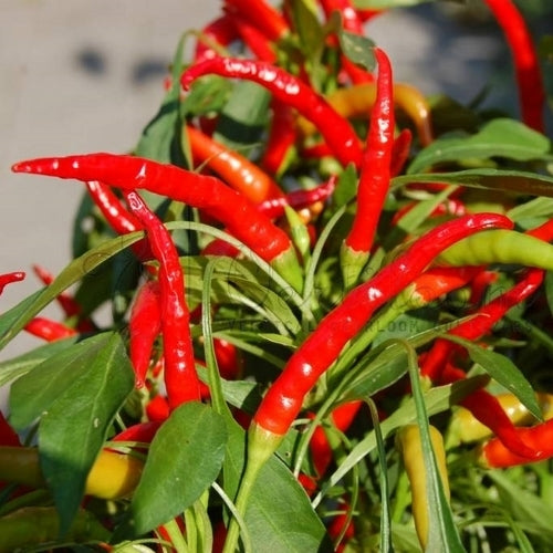 Pepper 'Vuurtongen' / 'Tongues of Fire'