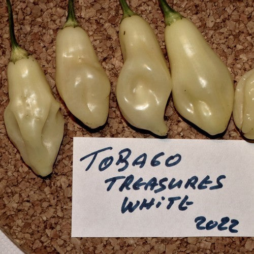 Pepper 'White Tobago Treasures'