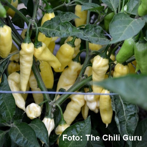 Pepper 'Wraith'
