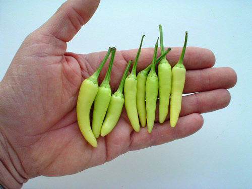 Peper 'White Rawit'