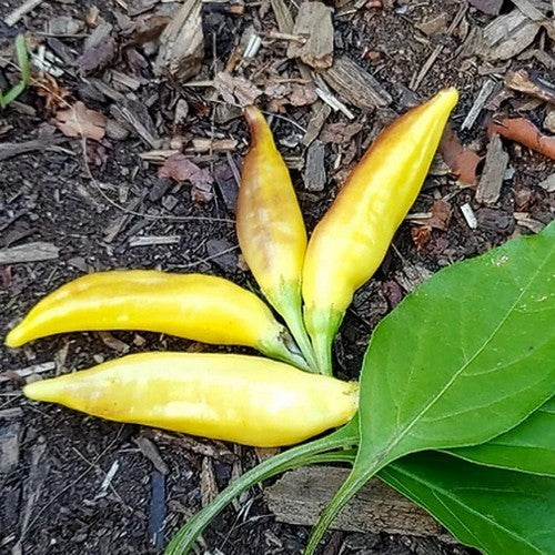 Peper 'Yellow Bouquet'