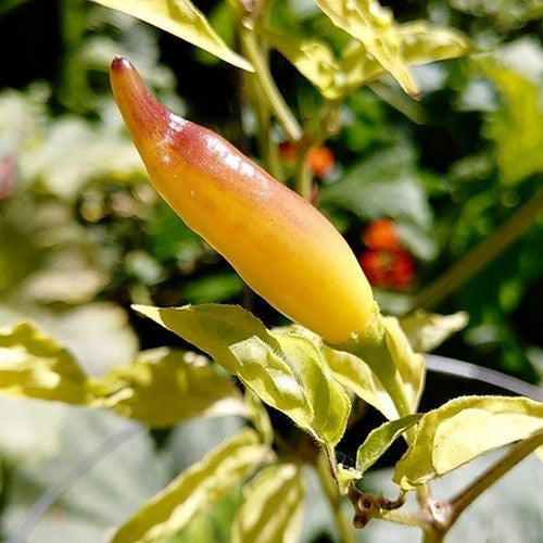 Peper 'Yellow Bouquet'