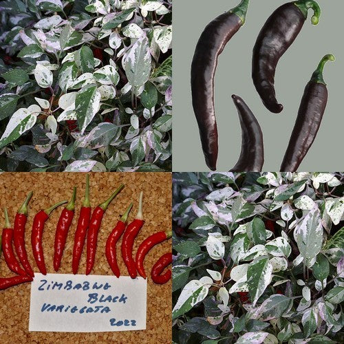 Pepper 'Zimbabwe Black Variegata'