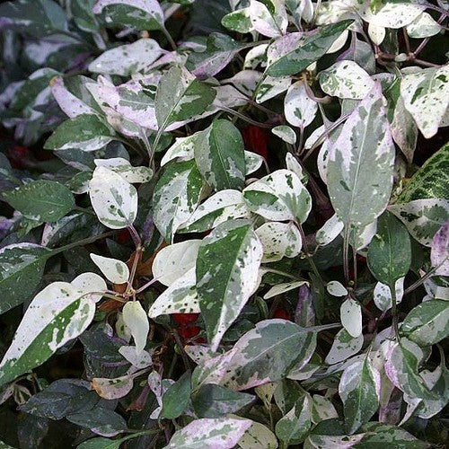 Pepper 'Zimbabwe Black Variegata'
