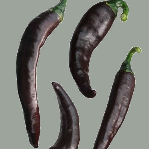 Pepper 'Zimbabwe Black Variegata'